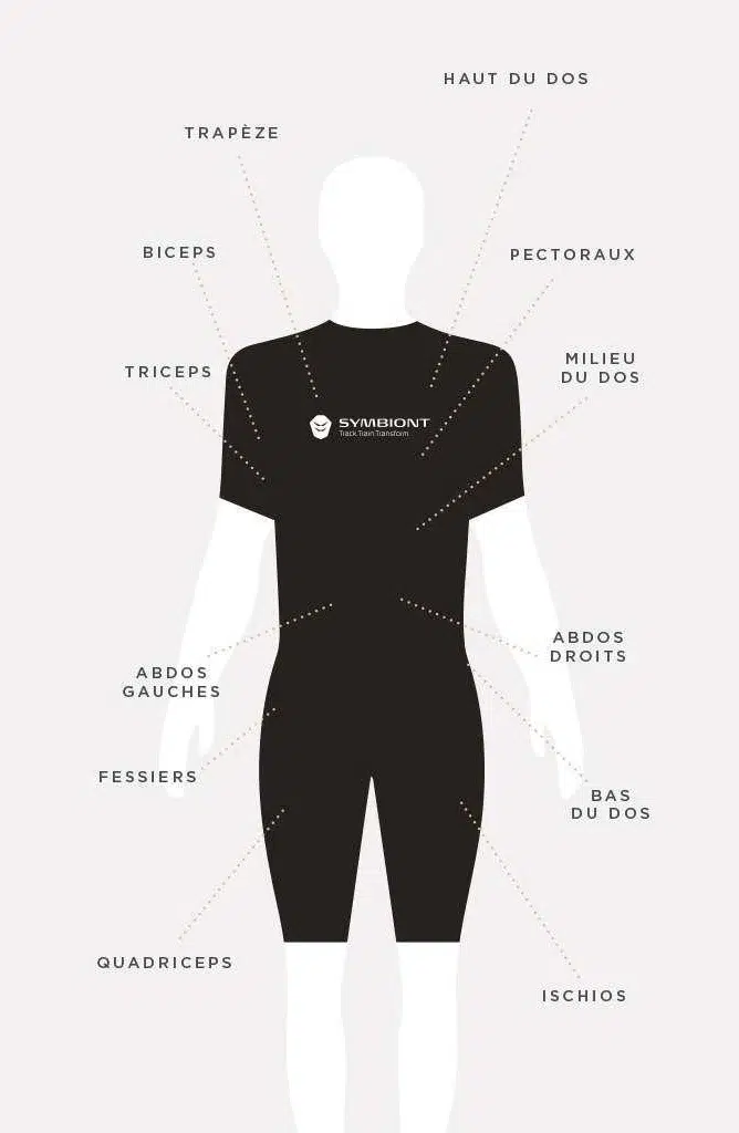Schéma des muscles ciblés par l'électrostimulation